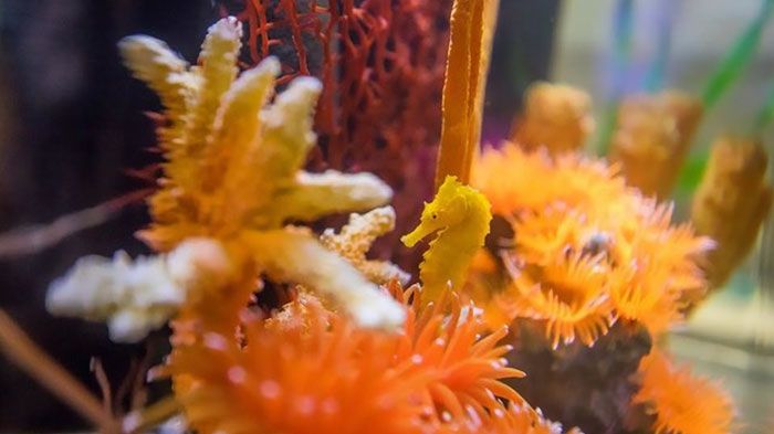 L-a confundat cu un biscuit şi l-a pus la păstrare. Curând a început să se transforme. ŞOC! Era viu 