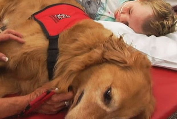 Câinele s-a culcat lângă copilul aflat în comă profundă. Medicii au rămas fără cuvinte