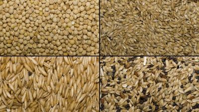 Seminţele pentru păsări sunt bune pentru slăbit! Iată cum poţi scăpa de kilogramele în plus