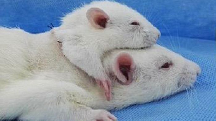 Savant nebun, sau geniu? Acest cercetător a reușit primul transplant de cap