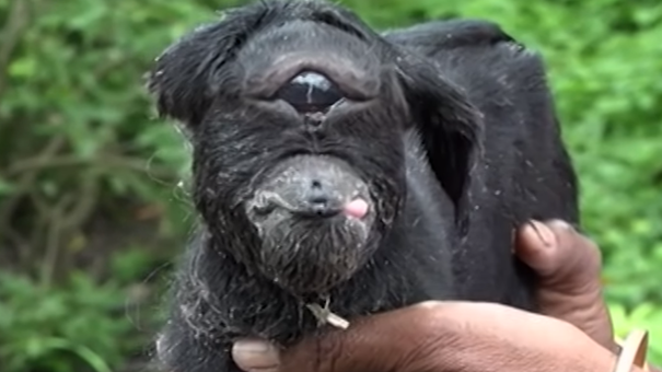 ”Capra ciclop” a înspăimântat internauţii 