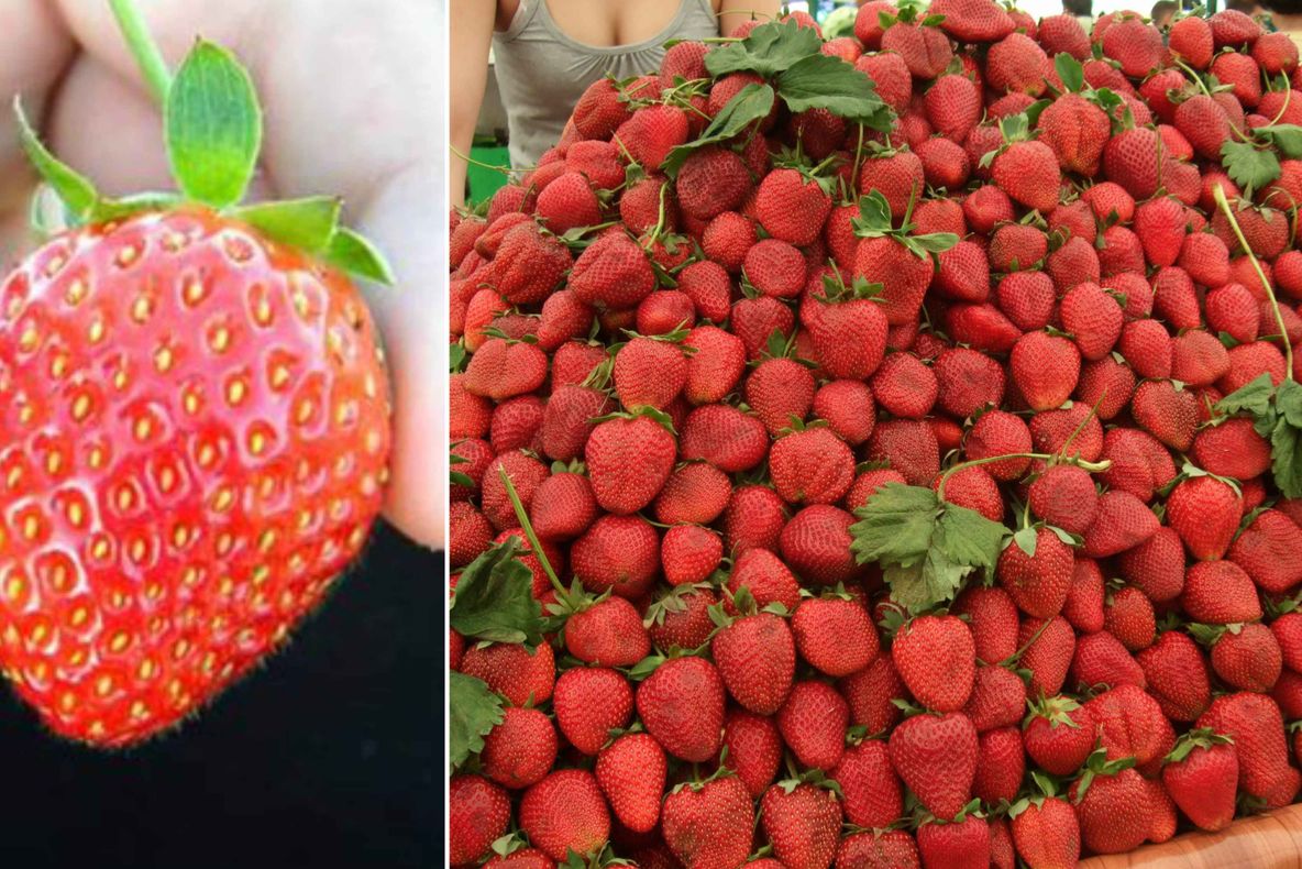 Cum recunoşti căpşunile "false" din pieţe. Nu te lăsa păcălit!