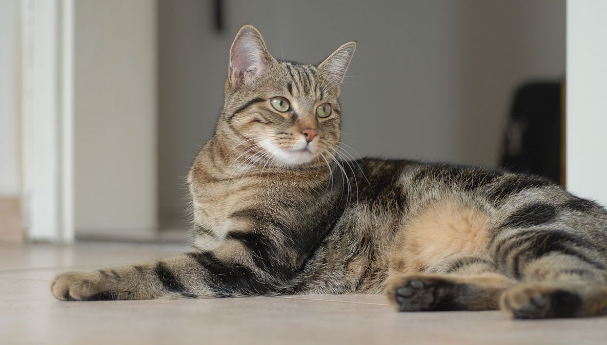 Jack Spintecătorul în variantă felină. Un criminal în serie care ucide pisici a ÎNGROZIT Londra