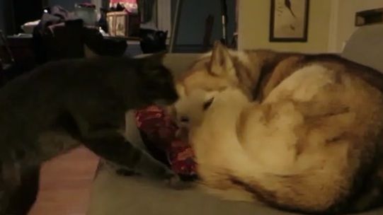 Cum reacţionează acest câine atunci când pisica îi deranjează somnul. Imaginile au devenit virale