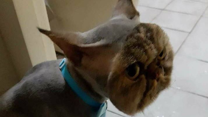 Cea mai bizară pisică din lume. Cum a ajuns să arate în acest fel