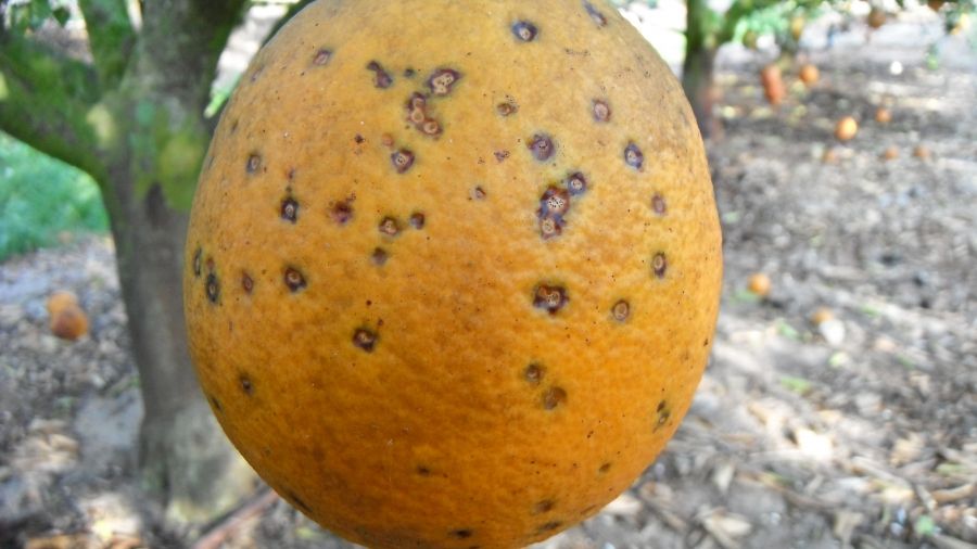 Uniunea Europeană ia măsuri de urgenţă cu privire la importul de citrice din Argentina