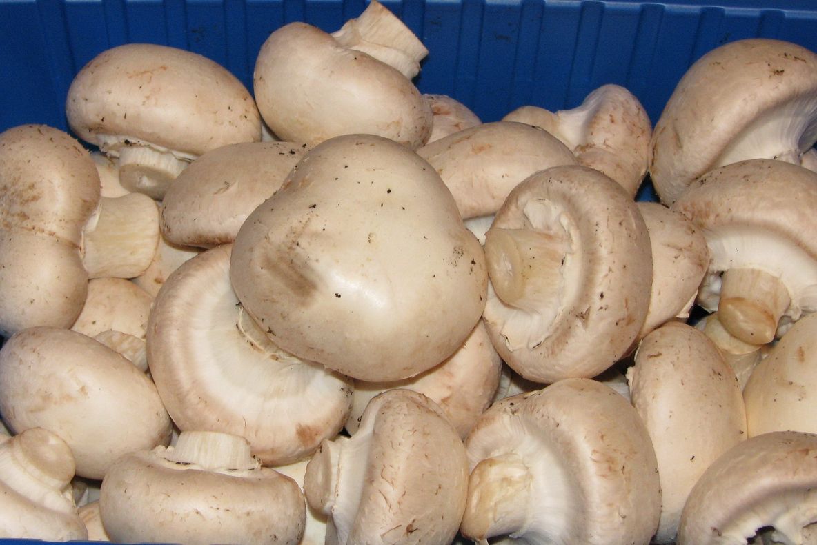 Greşeala pe care o fac gospodinele când gătesc ciuperci. Bonus: Cea mai bună ciulama de ciuperci