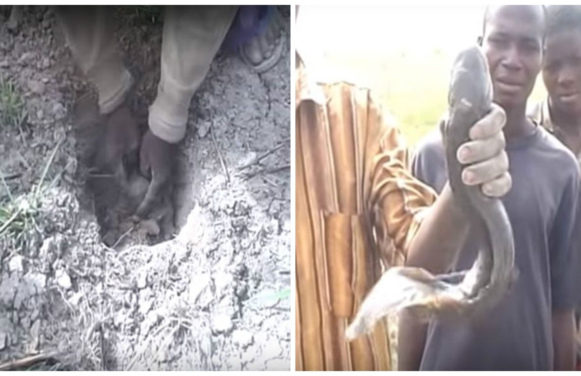 A săpat o groapă în pământ și a scos un pește, apoi altul. Halucinant: cum arată pescuitul pe uscat