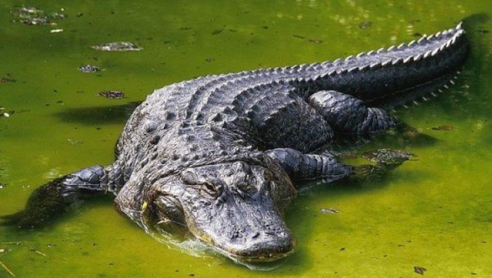 Au vrut să facă baie în piscină, dar - ȘOC! - altcineva le-a luat-o înainte. Nu le-a venit să creadă