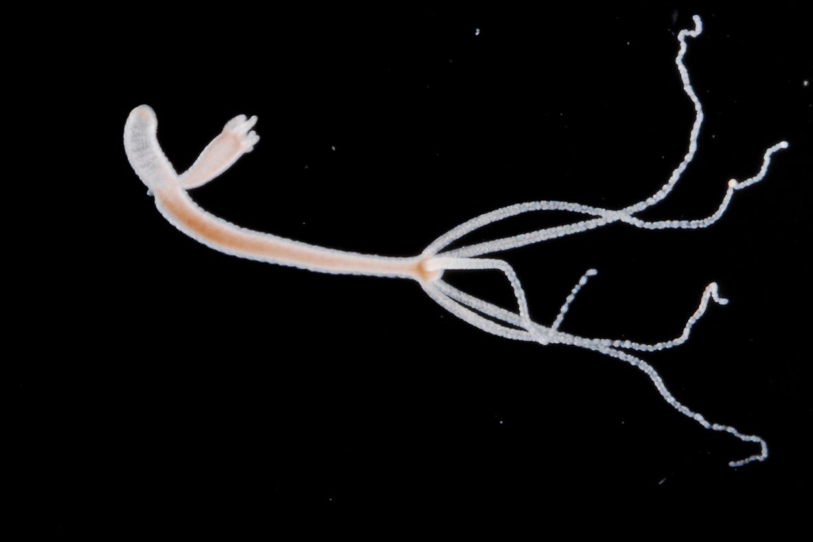 O misterioasă creatură nemuritoare îi bulversează pe oamenii de știință