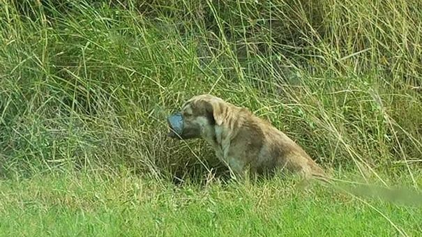 REVOLTĂTOR!L-au legat şi l-au lăsat să moară cu zile.Când a fost salvat,reacţia lui le-a topit inima