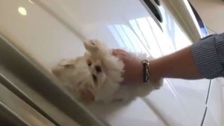 SCANDALOS! Gest revoltător al unui bogătaș. Și-a confundat câinele cu o cârpă 