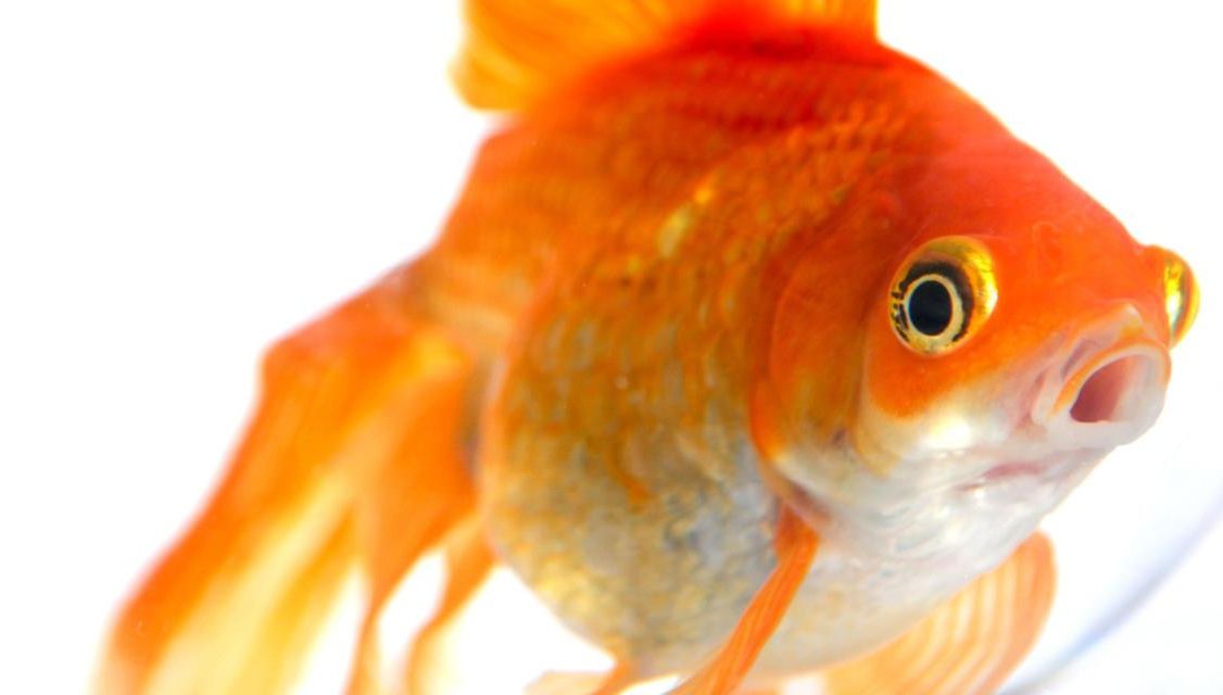 O nouă provocare pentru poliţia din Manchester: mesaj mafiot sau ceartă între nişte vecini ciudaţi?