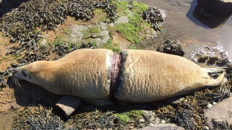 REVOLTĂTOR! Adevărata dimensiune a dezastrului cauzat de neglijența oamenilor și poluarea cu plastic