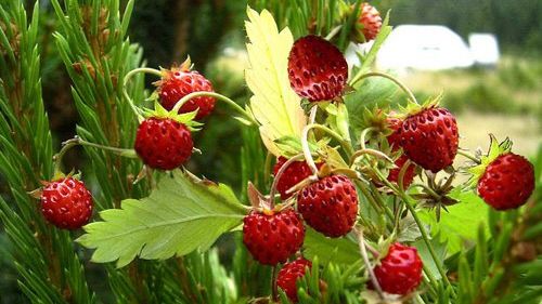 Fragile, micile comori din pădure! Iată care sunt beneficiile consumului de fragi