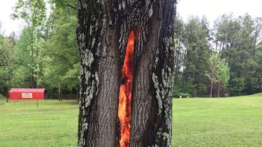 ULUITOR! Explicația specialiștilor despre copacul din care iese FLĂCĂRI