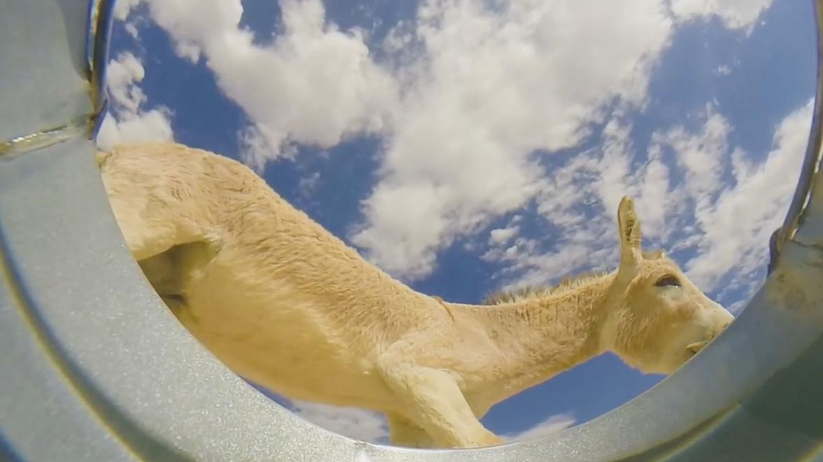 A lăsat un recipient cu apă în deşert, dar a rămas uimit când a văzut cine a băut de acolo