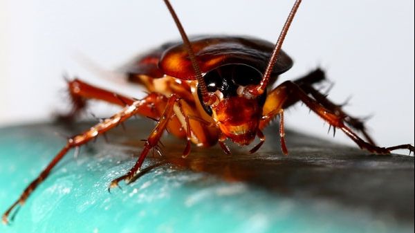 Cele mai bune 4 metode naturale de a alunga gândacii din casă