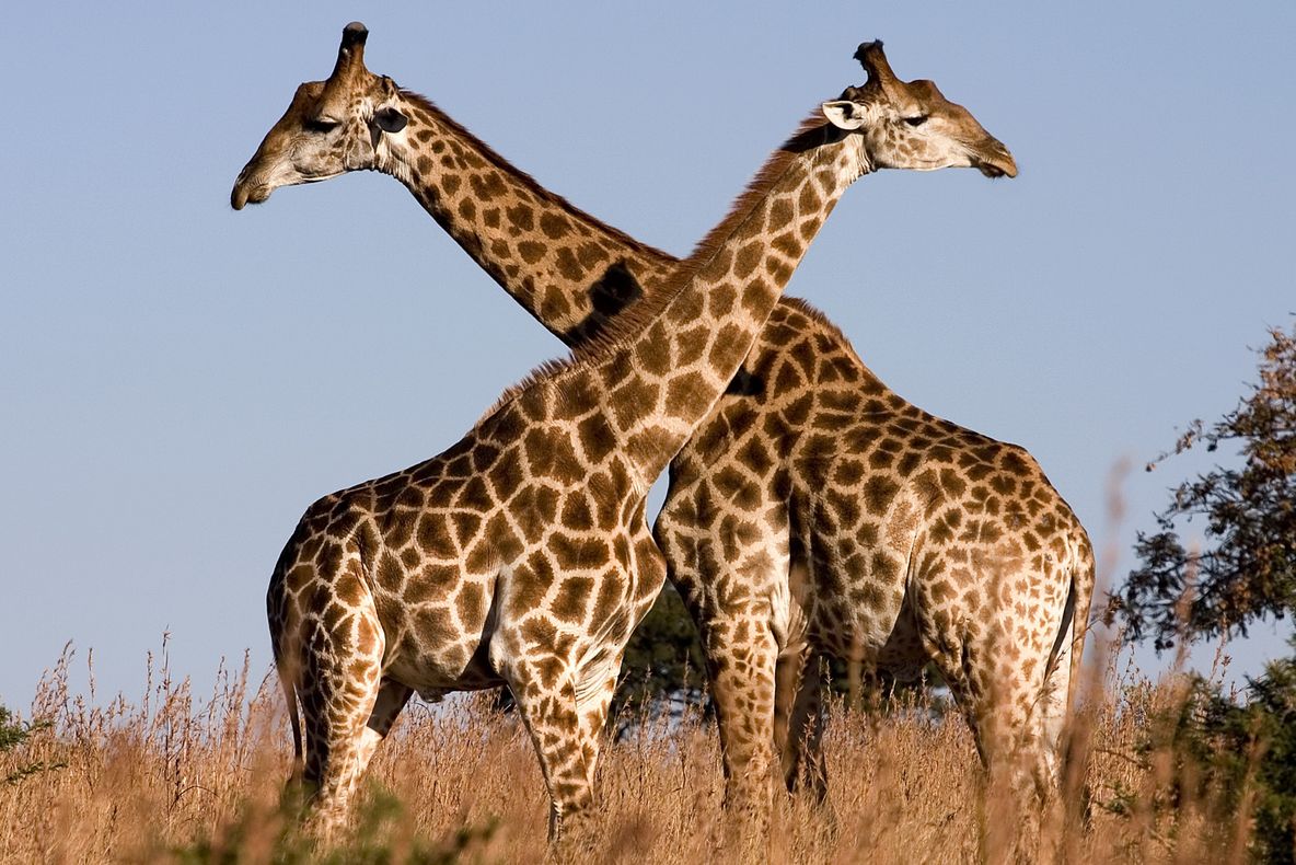 Vești îngrijorătoare! Încă o specie a ajuns pe lista animalelor pe cale de dispariție