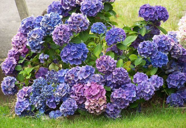 Hortensiile. Cele mai bune sfaturi pentru a le menţine mereu înflorite, chiar dacă le ţii pe balcon 