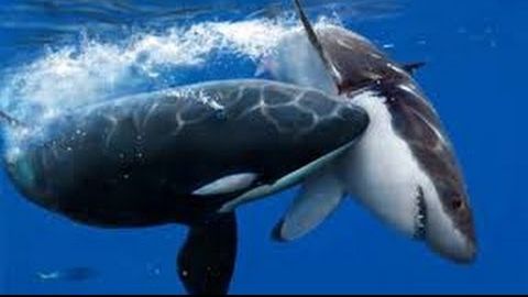 A început războiul în adâncuri! Cele mai fioroase creaturi de pe pământ se mănâncă între ele