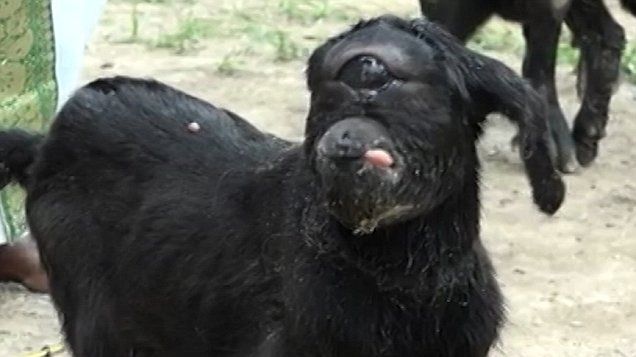 E REAL! Indienii venerează un ciclop. Nimeni nu credea că așa ceva există