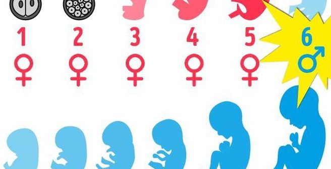 Toţi oamenii îşi încep existenţa ca femei! Descoperirea şocantă a cercetătorilor