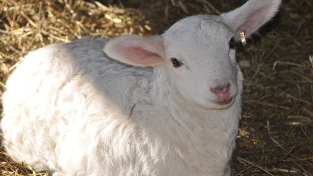 Misiune de salvare în mijlocul munților. Nu le-a venit să creadă ce au găsit într-o râpă