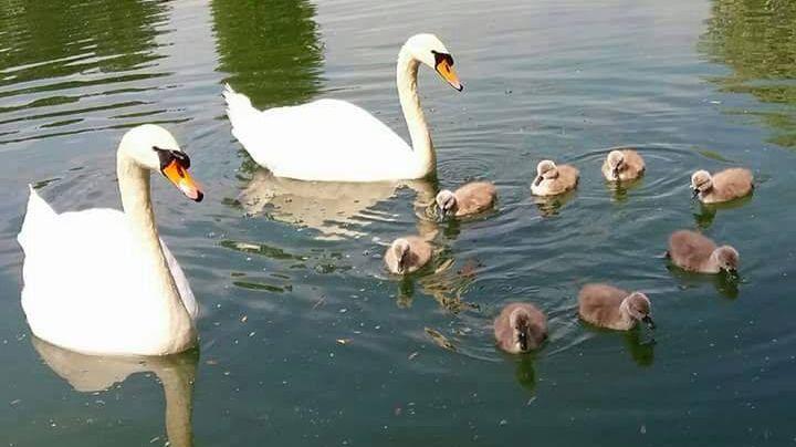 Hoții nu s-au putut abține! Au fost furați cei 8 pui de lebădă din parcul IOR din București