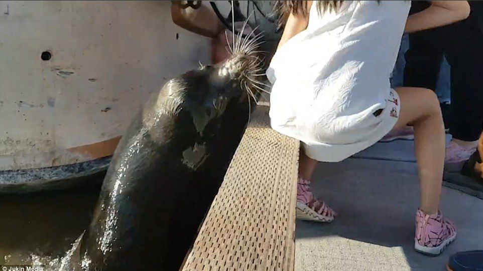 Îngrozitor. O fetiță este trasă în apă de o focă ucigaşă. Ce urmează