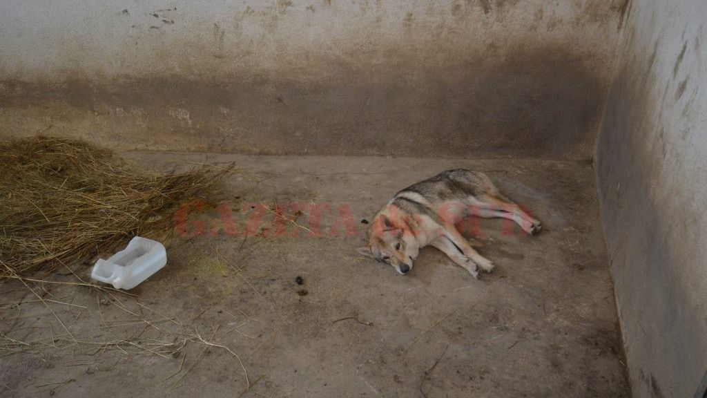 Ce era, de fapt, "lupul" găsit liber într-un parc din Craiova. După ce l-au dus la Zoo au aflat