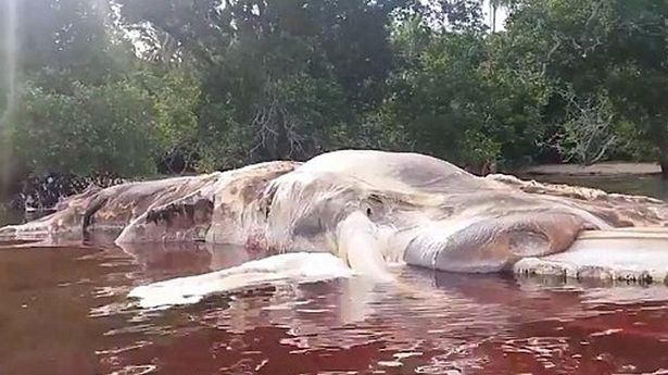 Localnicii s-au îngrozit când au văzut ce a apărut la mal! Au crezut că e o barcă, dar s-au înşelat