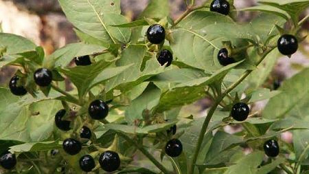 Adevărul despre MĂTRĂGUNĂ! Medicii trag un semnal de alarmă