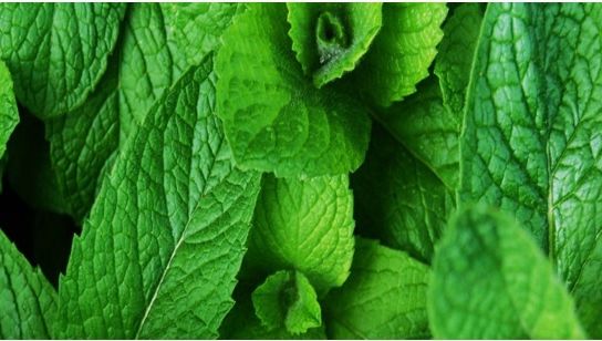 Planta care te scapă de insectele nedorite din casă