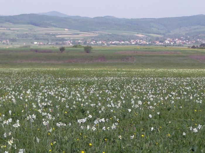 Dealuri pline cu narcise, căutate de comercianții de flori din toată țara. Satul din Bihor, renumit pentru o afacere ce ține de generații întregi