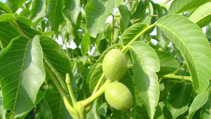 Ce se întâmplă dacă tai un nuc. Nimeni nu se aştepta la aşa ceva! Este mai rău decât credeam