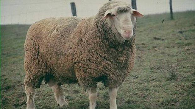 Ministrul Turismului insistă cu oaia, simbol naţional: "Avem Olanda cu vaca, Spania are taurul"