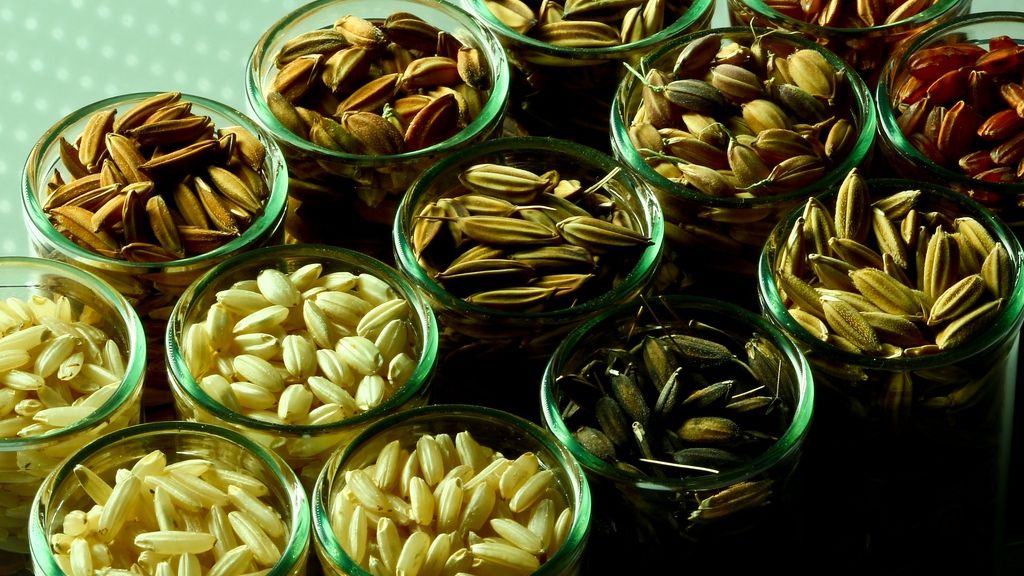 10 utilizări neobişnuite pentru orez