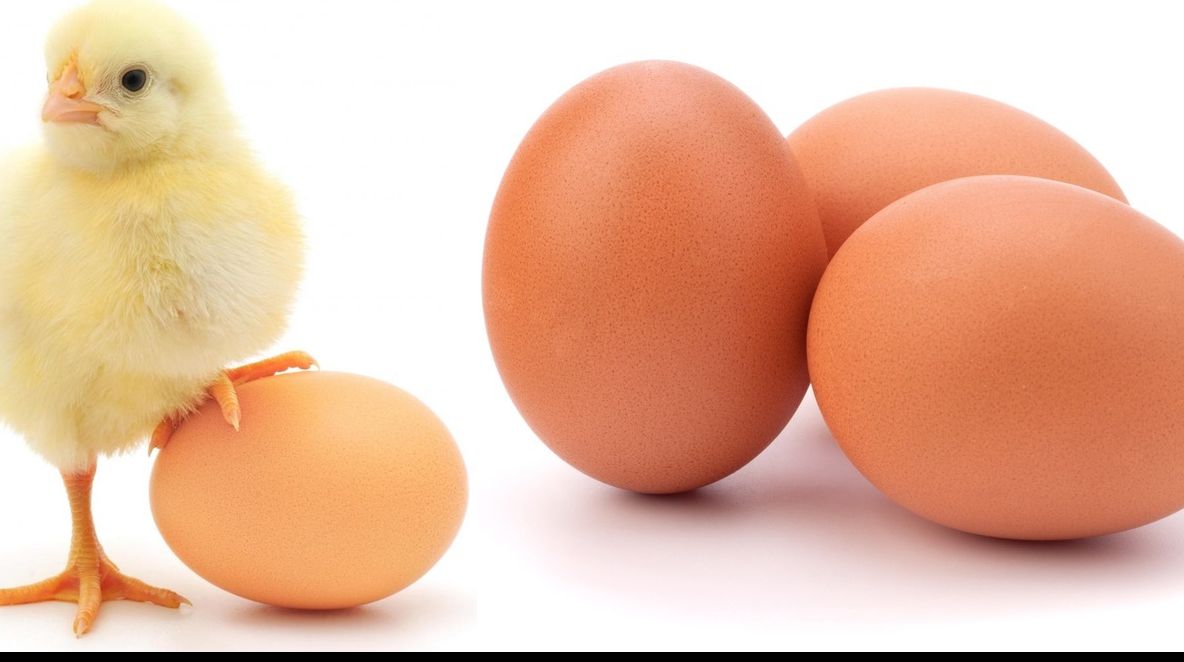 De ce să NU ţii niciodată ouăle pe uşa frigiderului. Unde se păstrează cel mai bine