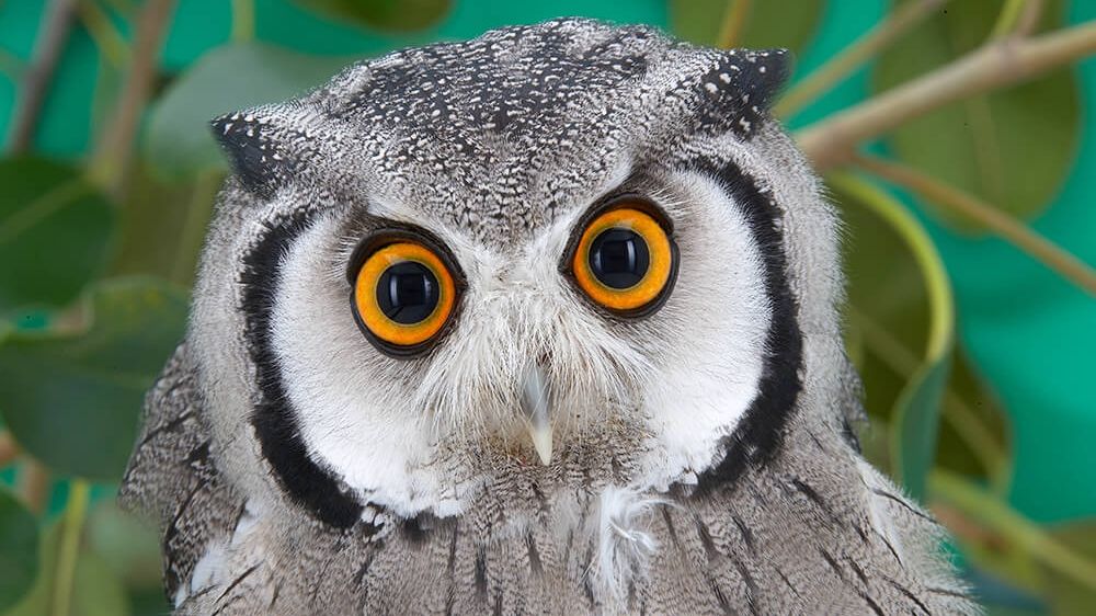 A vrut să salveze o bufniță rănită pe șosea. Ce reacție STRANIE a avut pasărea când s-a apropiat