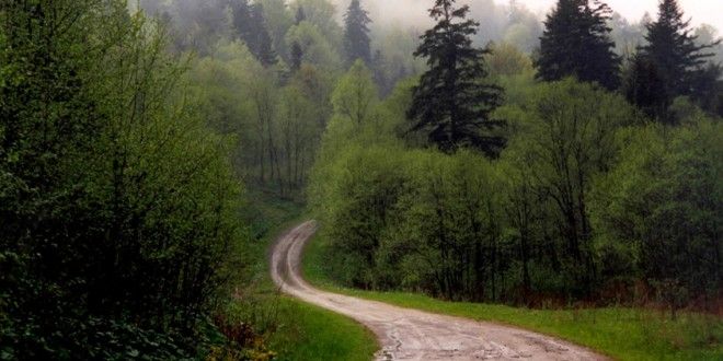 Revoltător -  o primărie din Vrancea a VÂNDUT pădurea ca să cumpere un BOLID 4x4