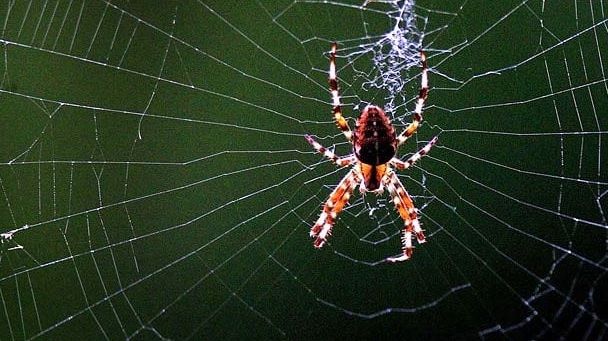 N-o să mai ai niciodată păianjeni în casă dacă ții această plantă într-o cameră