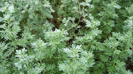 Planta care poate vindeca HEPATITA! Mulți o consideră buruiană