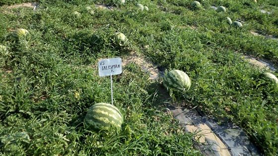 Un nou tip de pepene din DĂBULENI, nemaivăzut, ia cu asalt piețele spre șocul clienților