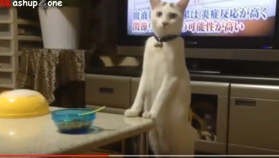 Pisici adorabile care se comportă precum oamenii, în diverse ipostaze