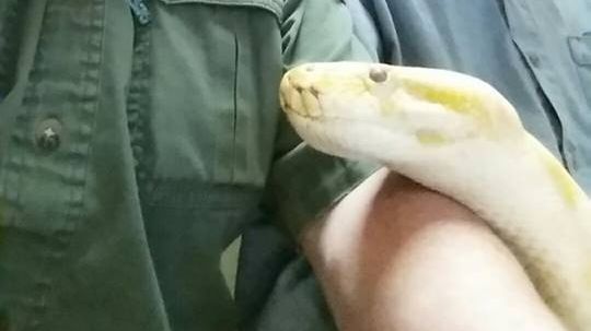 După ce a dispărut în mod misterios, un piton gigantic a revenit în zonă. Localnicii sunt ÎNFIORAȚI 