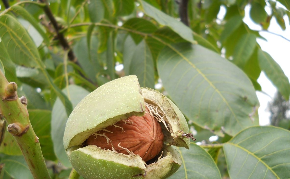 Ce se întâmplă dacă plantezi un nuc. Este mai rău decât vă imaginaţi!