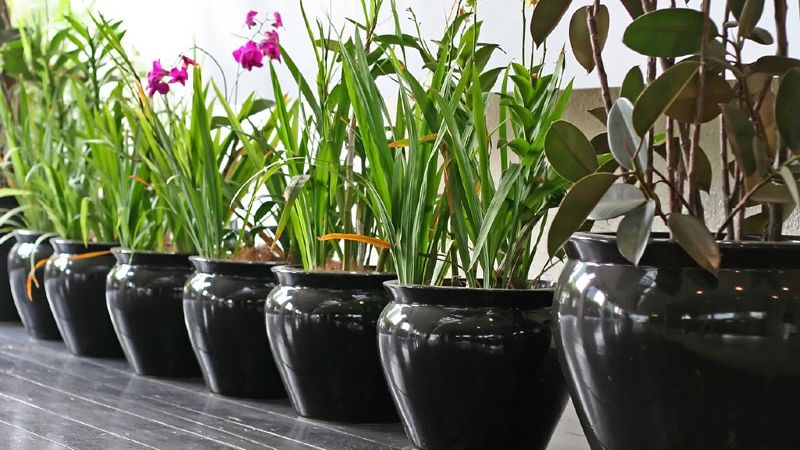 Adaugă o lingură din acest ingredient pe tulpina plantelor tale. Efectul este uimitor