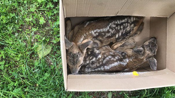 Doi poliţişti din Vâlcea au găsit în pădure doi pui de căprioară rătăciţi. Ce a urmat este emoţionat