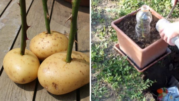 A înfipt trandafirul într-un cartof. A doua zi, când a văzut efectul, a rămas fără cuvinte